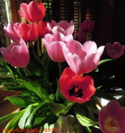 Glorious Tulips